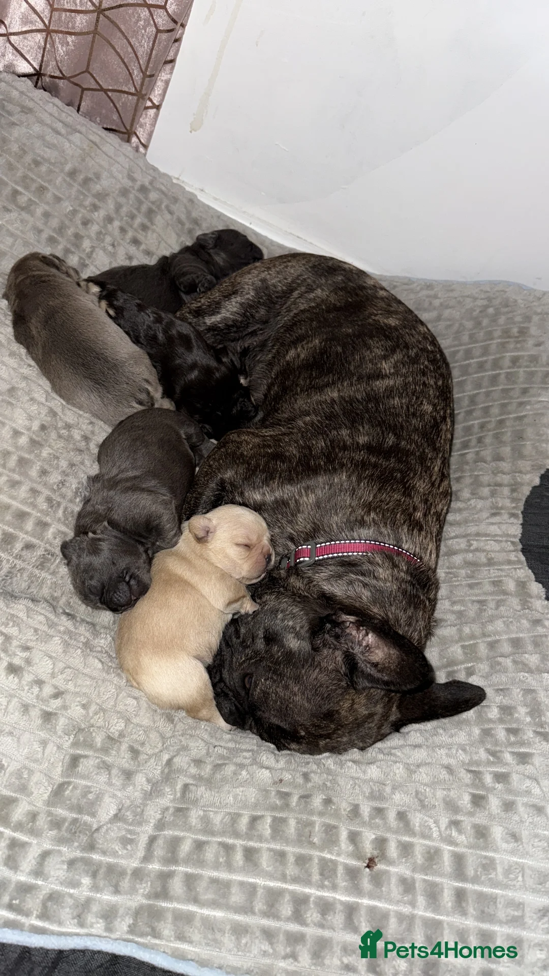 French Bulldog dogs for sale: French Bulldog Puppies - Advert 13