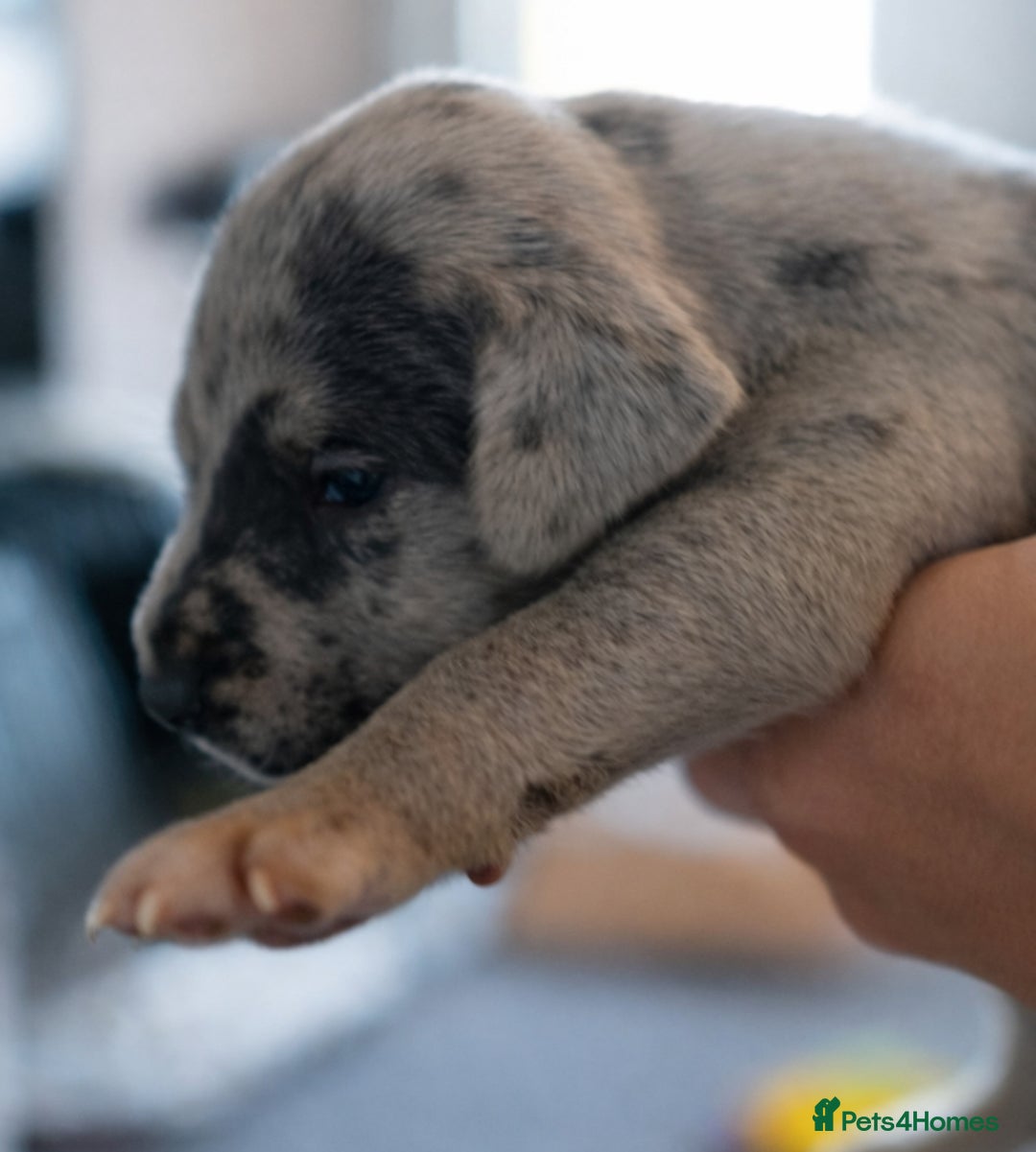 Great Dane dogs for sale: KC Registered Great Danes - Stunning Litter  - Advert 12