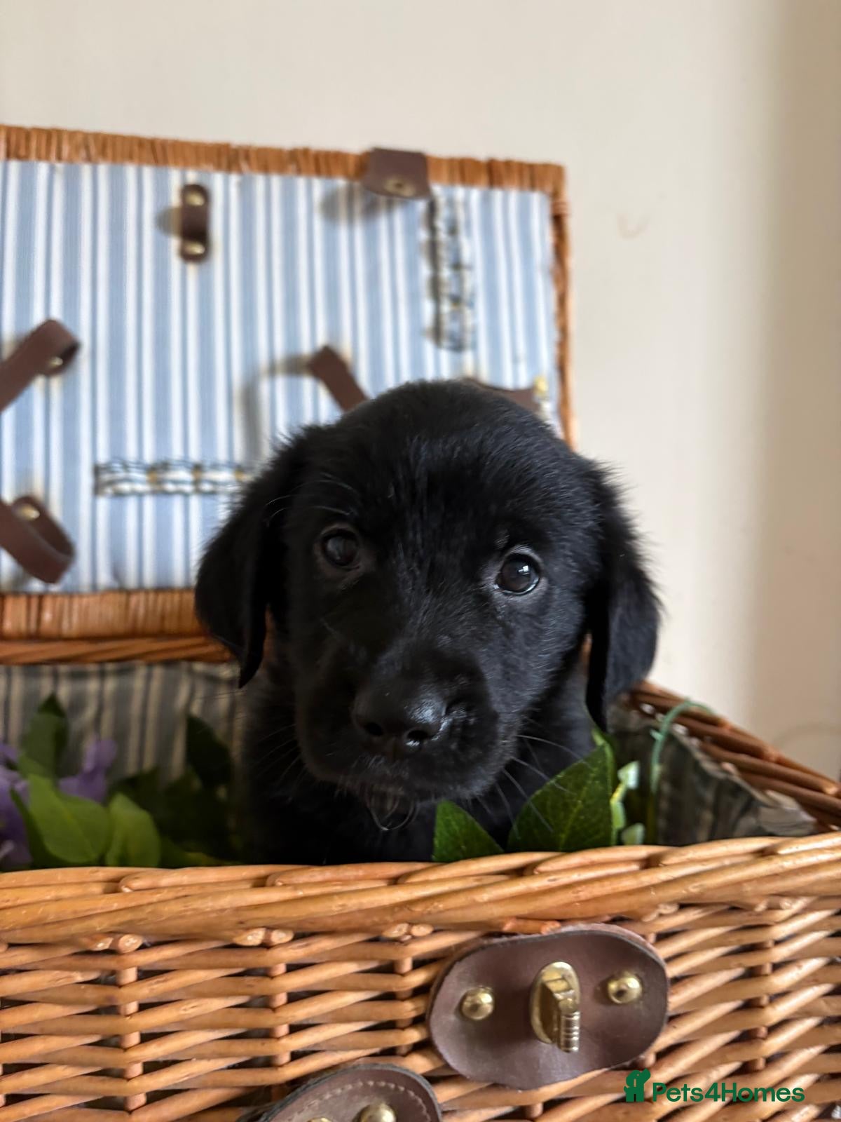 Mixed Breed dogs 10 splendid Coltriver Puppies ready to bring joy - Advert 2