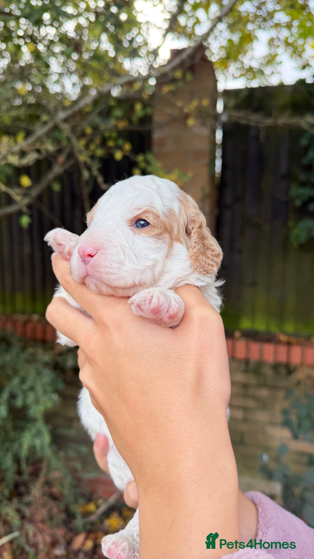 Cavapoo dogs for sale: Stunning quality Cavapoos ready December  - Advert 7