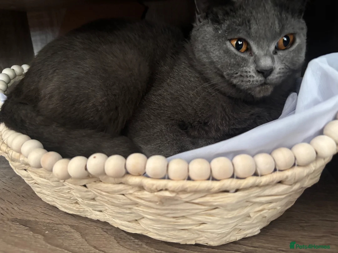 British Shorthair cats for sale: British shorthair kittens  in Pontypridd - Advert 3