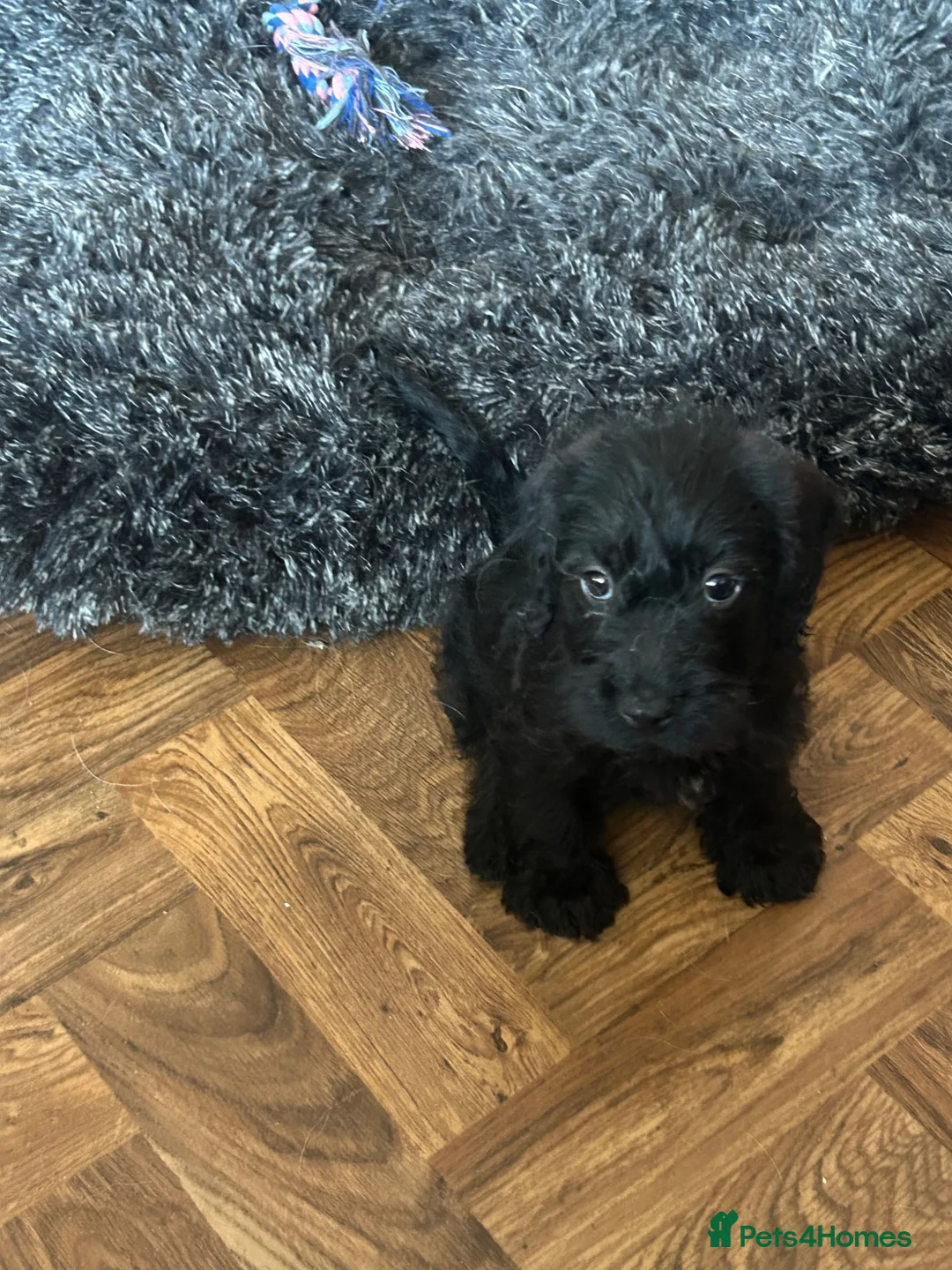 Jackshund dogs for sale: Female Wired Dachshund x Jack Russell - Advert 1