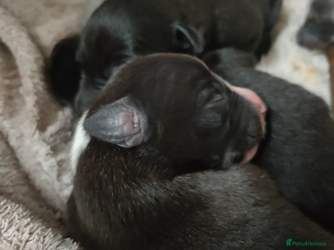 Whippet dogs for sale: Whippet puppies  - Advert 6