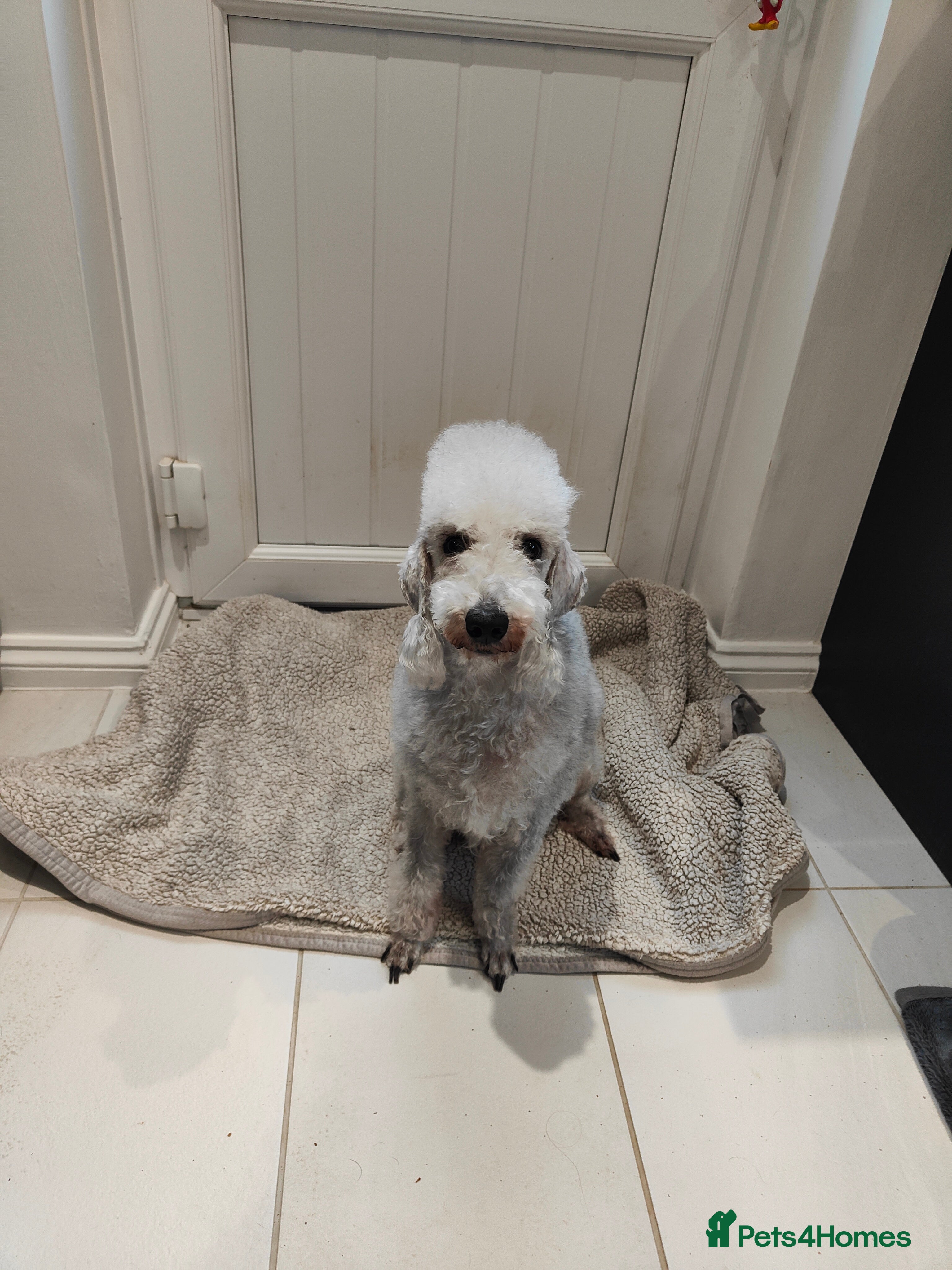 Bedlington Terrier dogs KC Registered Bedlington Terrier Pups - Advert 1