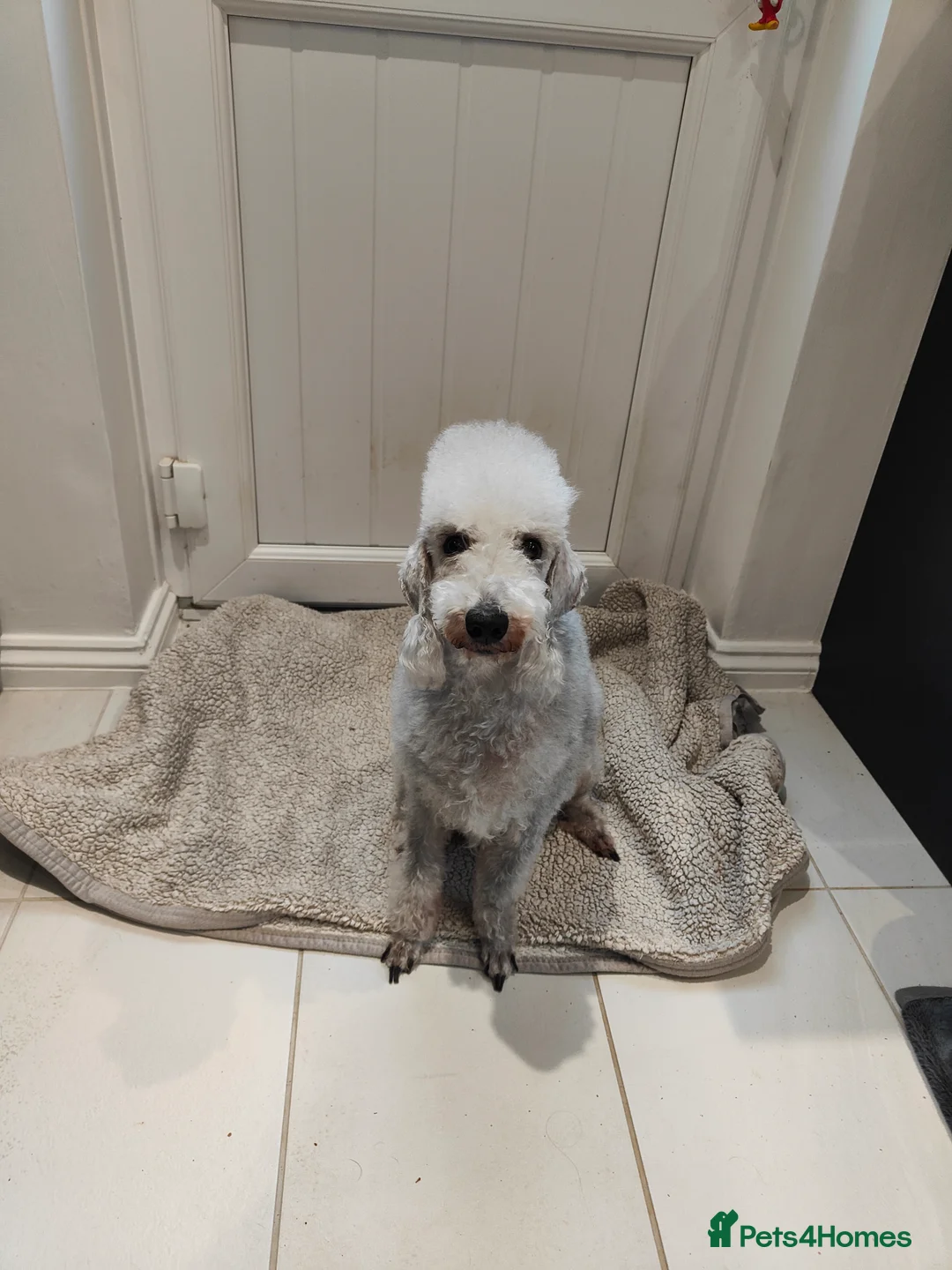 Bedlington Terrier dogs for sale: KC Registered Bedlington Terrier Pups - Advert 1