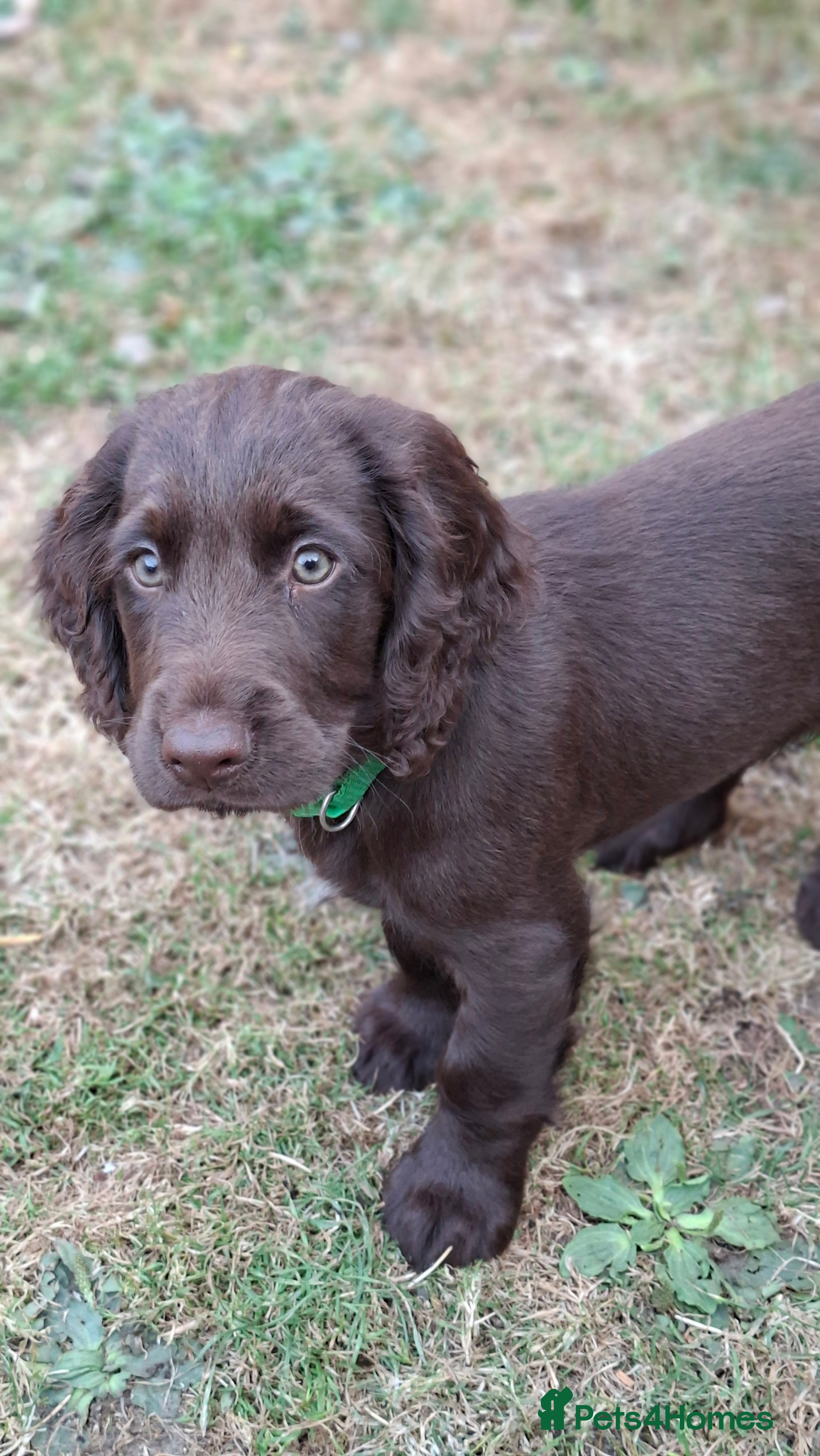 Cocker Spaniel dogs Beautiful Chocolate Cocker Spaniel boy left  - Advert 2