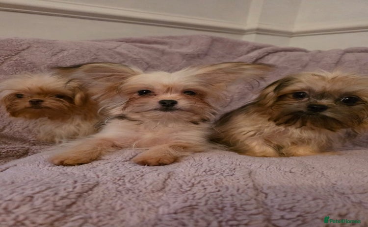 Mixed Breed dogs - Advert 4