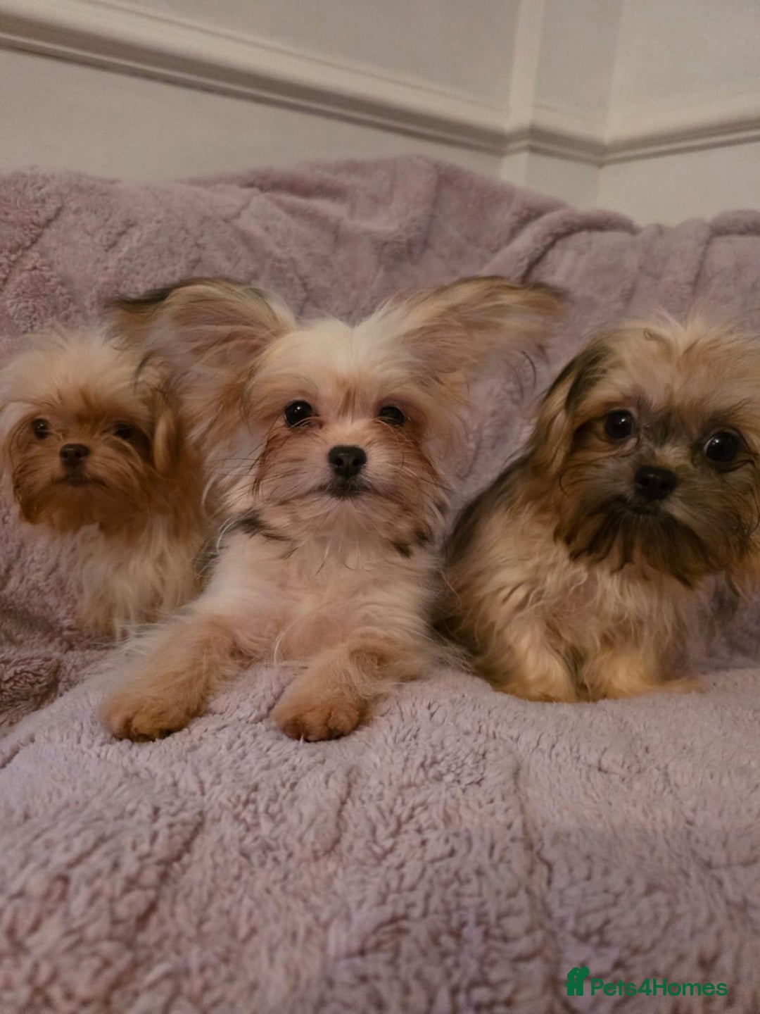 Mixed Breed dogs for sale: TINY IMPERIAL SHITZU X POMERANIAN  - Image 1
