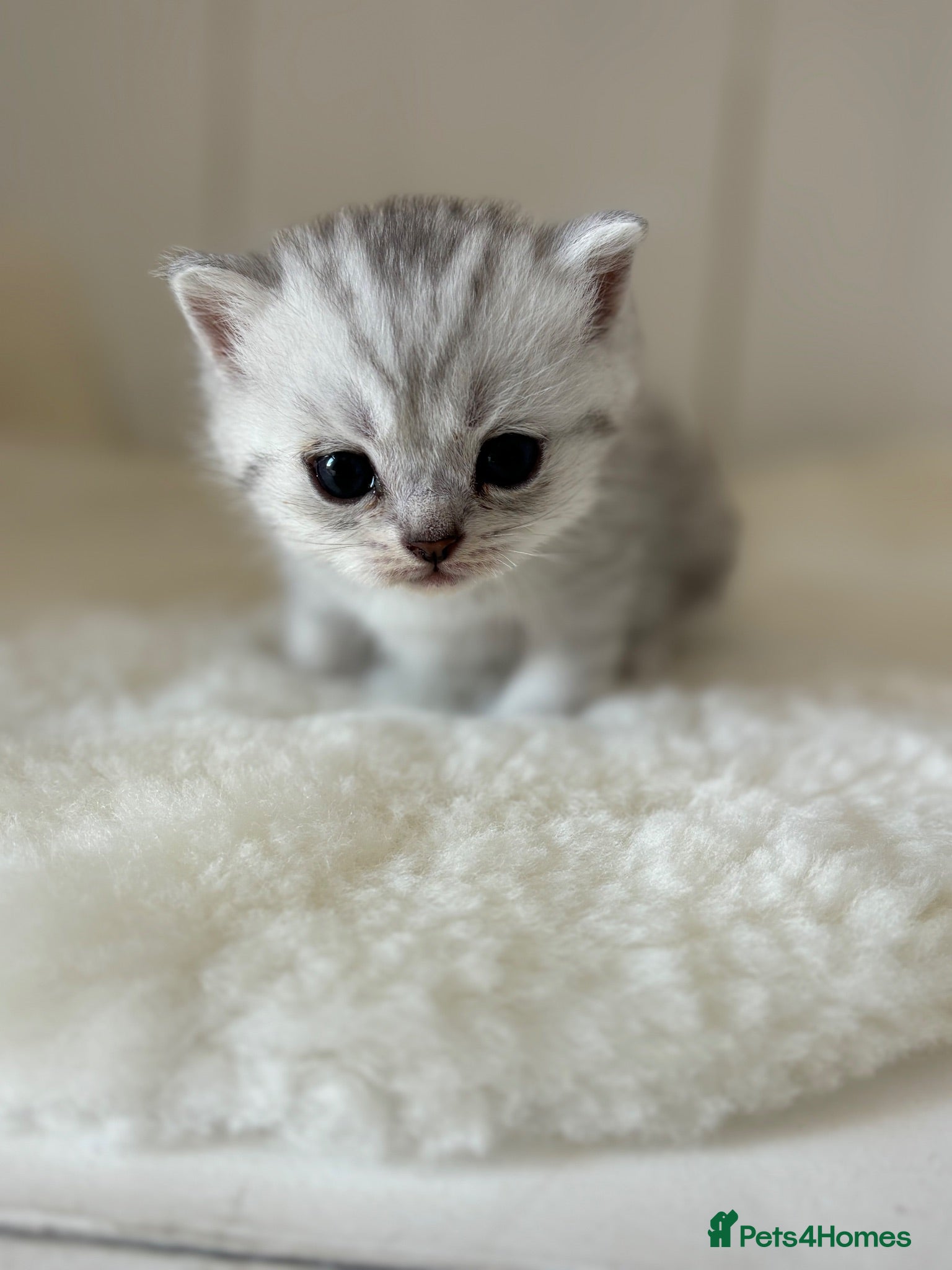 British Shorthair cats Stunning Snow Spot Kittens (GCCF) - Advert 15
