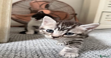 British Shorthair cats - Advert 16