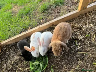 Mixed Breed rabbits Rabbits - Advert 11