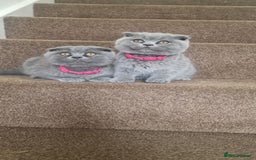 Scottish Fold cats for sale: Scottish & British Kittens for Sale - Image 1