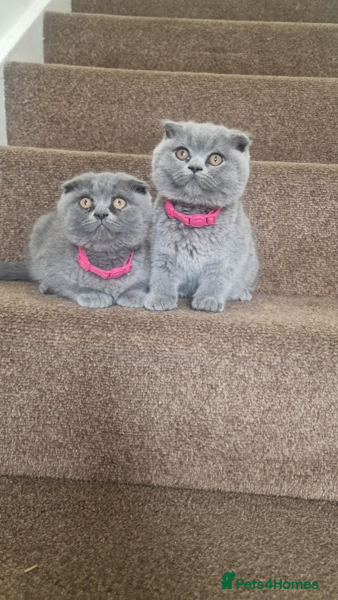 Scottish Fold cats for sale: Scottish & British Kittens for Sale - Image 1