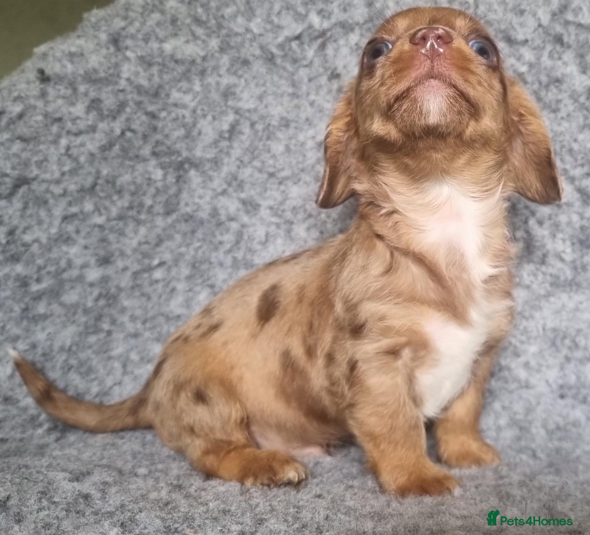 Mixed Breed dogs Dachshund Wire x smooth minature Puppies - Advert 2