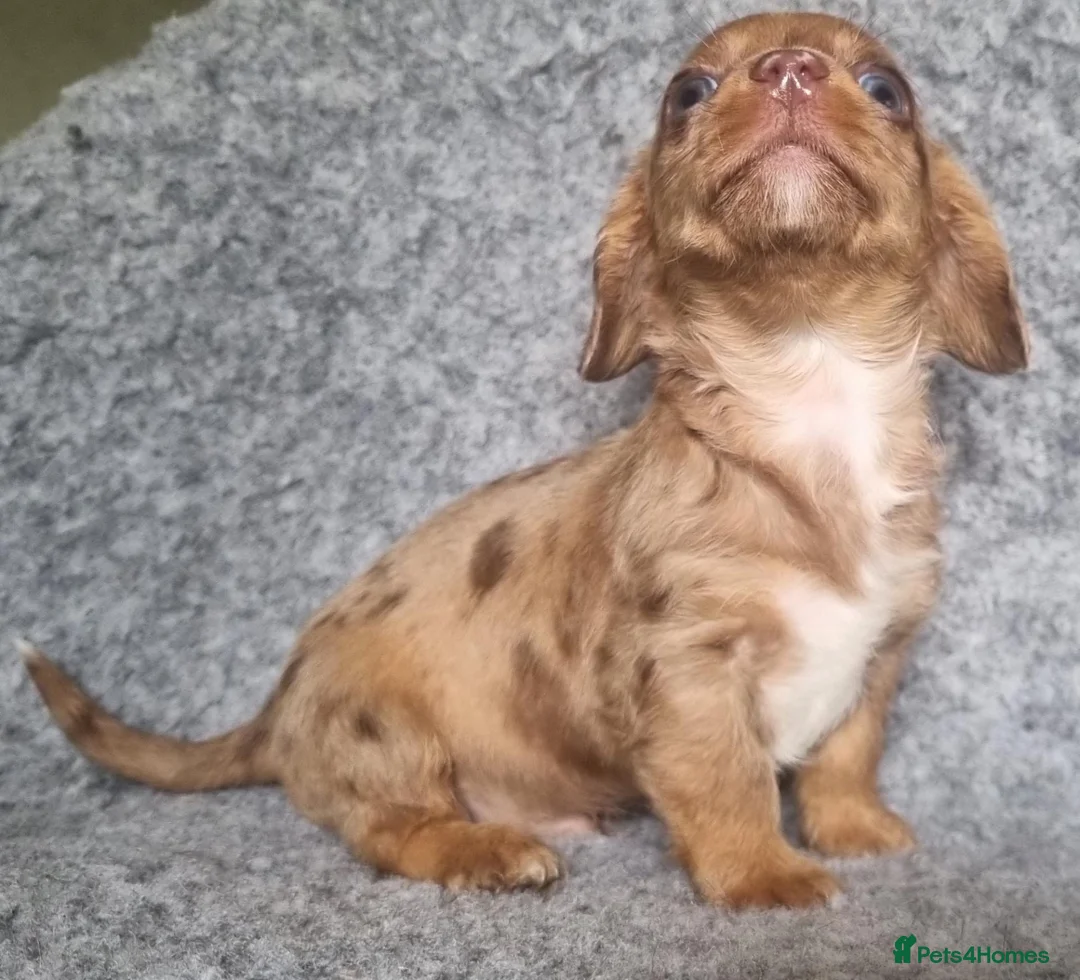 Mixed Breed dogs for sale: Minature Merle Dachshund x Puppies - Advert 2