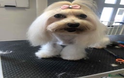 Morkie dogs for sale: Stunning F1 Morkie Puppies - Image 20