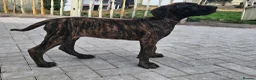Great Dane dogs for sale: ONLY 1 GIRL LEFT-BRINDLE GREAT DANES-FULLY VAX'D - Advert 8