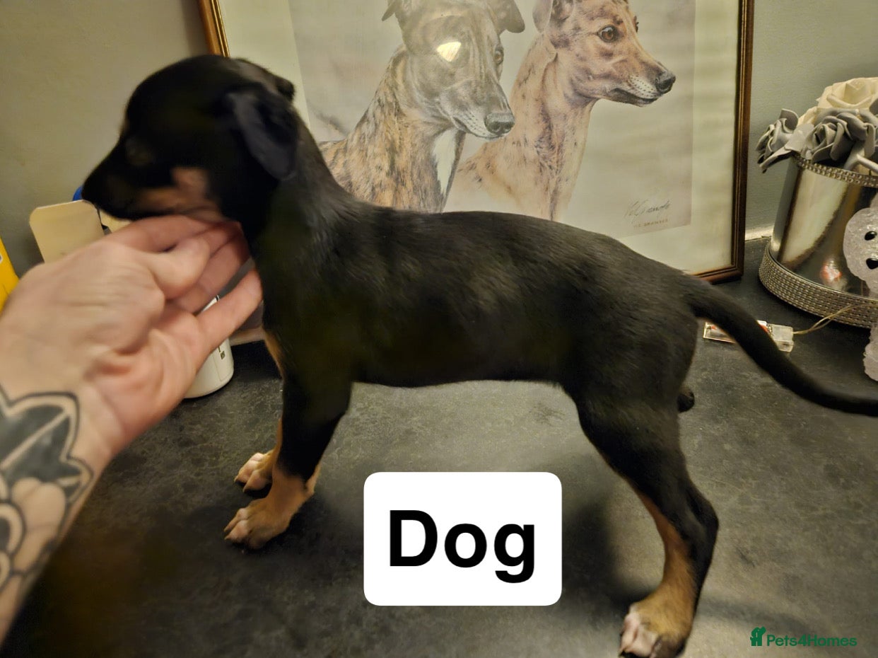 Lurcher dogs Saluki collie whippet bull greyhound - Advert 1