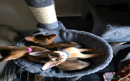 Abyssinian cats for sale: ⭐️Stunning Pedigree Abyssinian Kittens⭐ - Image 25