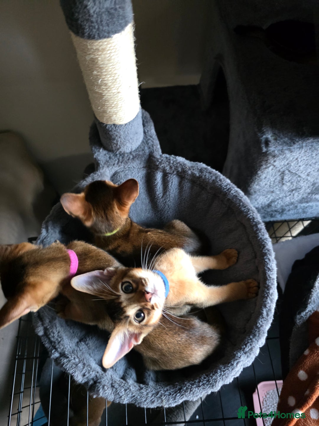 Abyssinian cats for sale: ⭐️Stunning Pedigree Abyssinian Kittens⭐ - Image 25