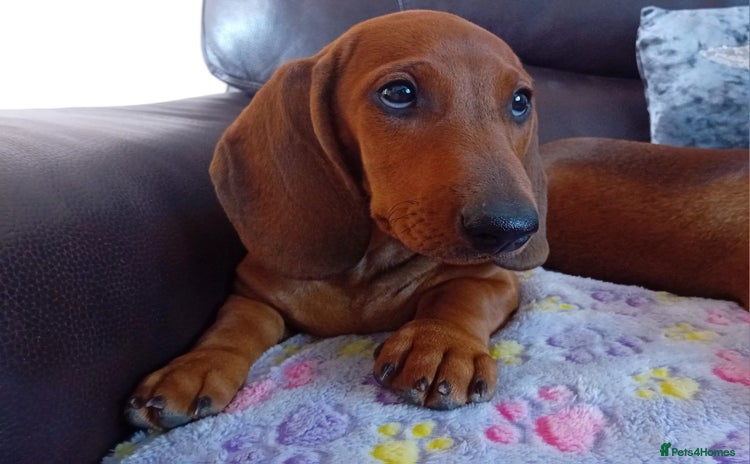 Dachshund dogs - Advert 7