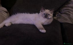 Ragdoll cats for sale: Beautiful little ragdoll boy 😍 - Image 2