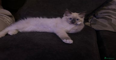 Ragdoll cats - Advert 6