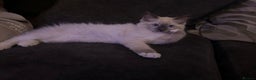 Ragdoll cats for sale: Beautiful little ragdoll boy 😍 - Advert 2