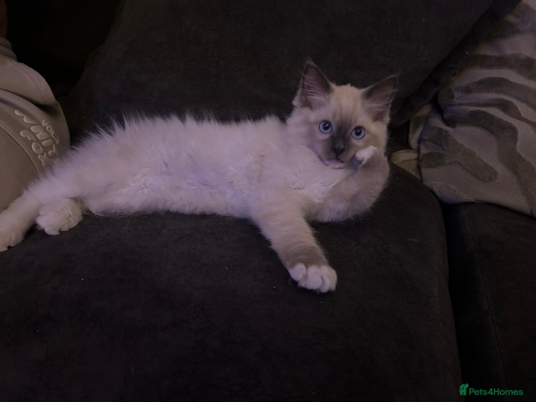 Ragdoll cats for sale: Beautiful little ragdoll boy 😍 - Image 2