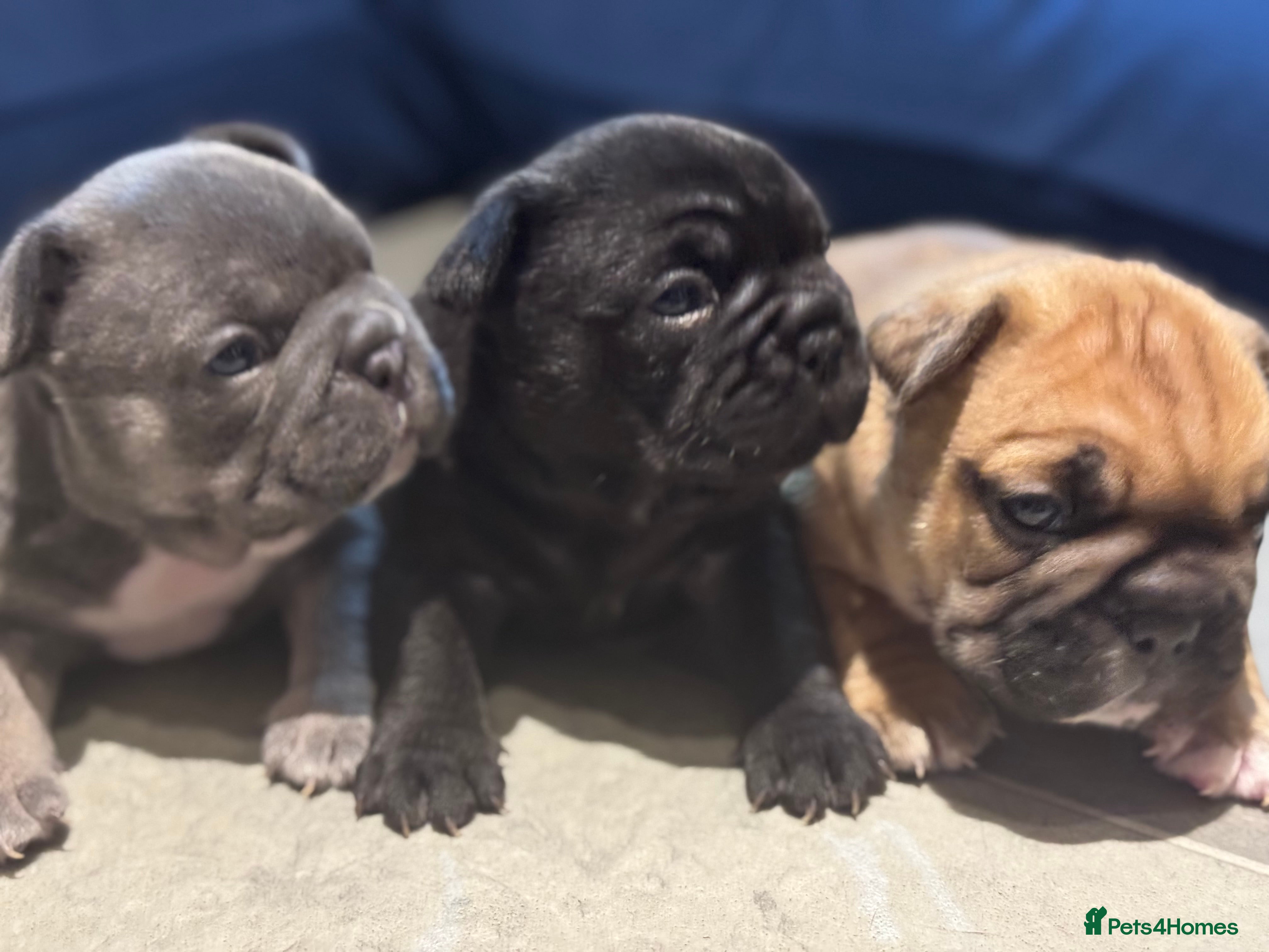 French Bulldog dogs  AMAZING PUPS  - Advert 18