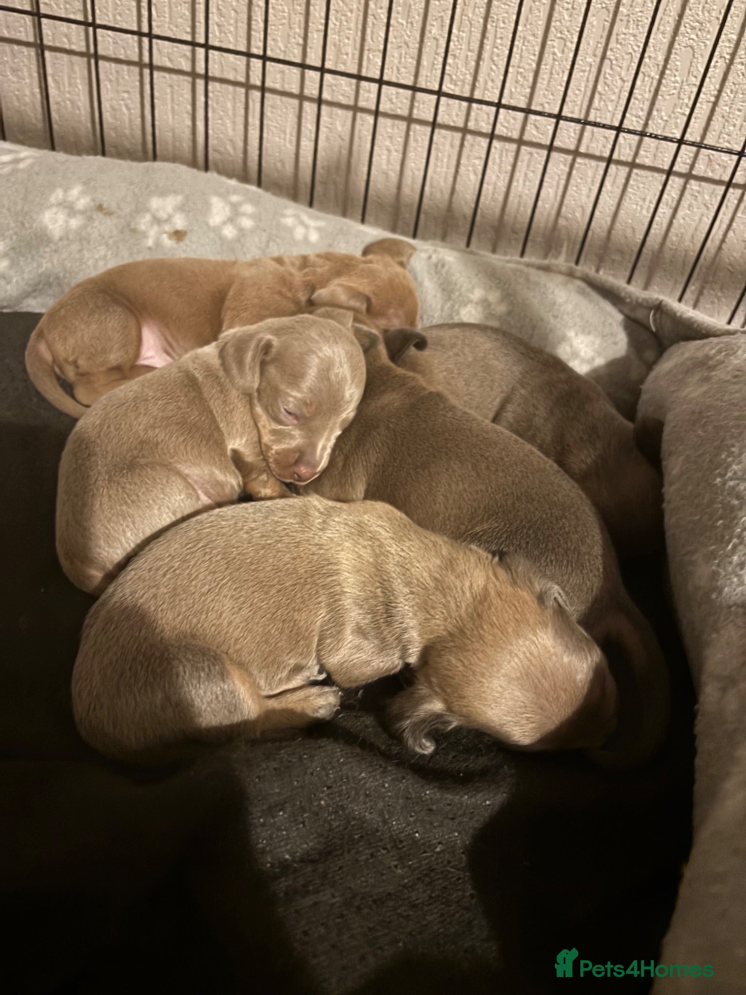 Dachshund dogs Beautiful dacshund puppies for sale - Advert 6