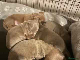 Dachshund dogs Beautiful dacshund puppies for sale - Advert 1