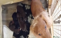 Cocker Spaniel dogs for sale: Working cocker wocker puppies - Image 6