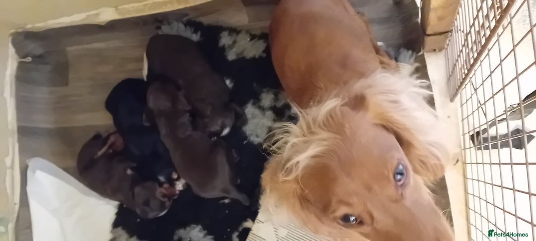Cocker Spaniel dogs for sale: Working cocker wocker puppies - Image 6