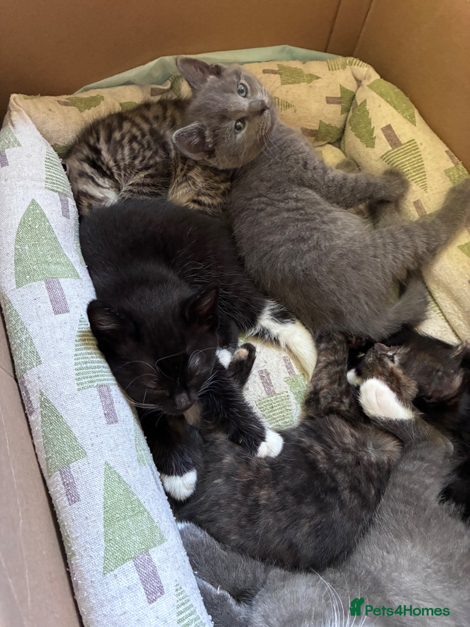 Russian Blue cats 2 girls left, Russian Blue x kittens - Advert 10
