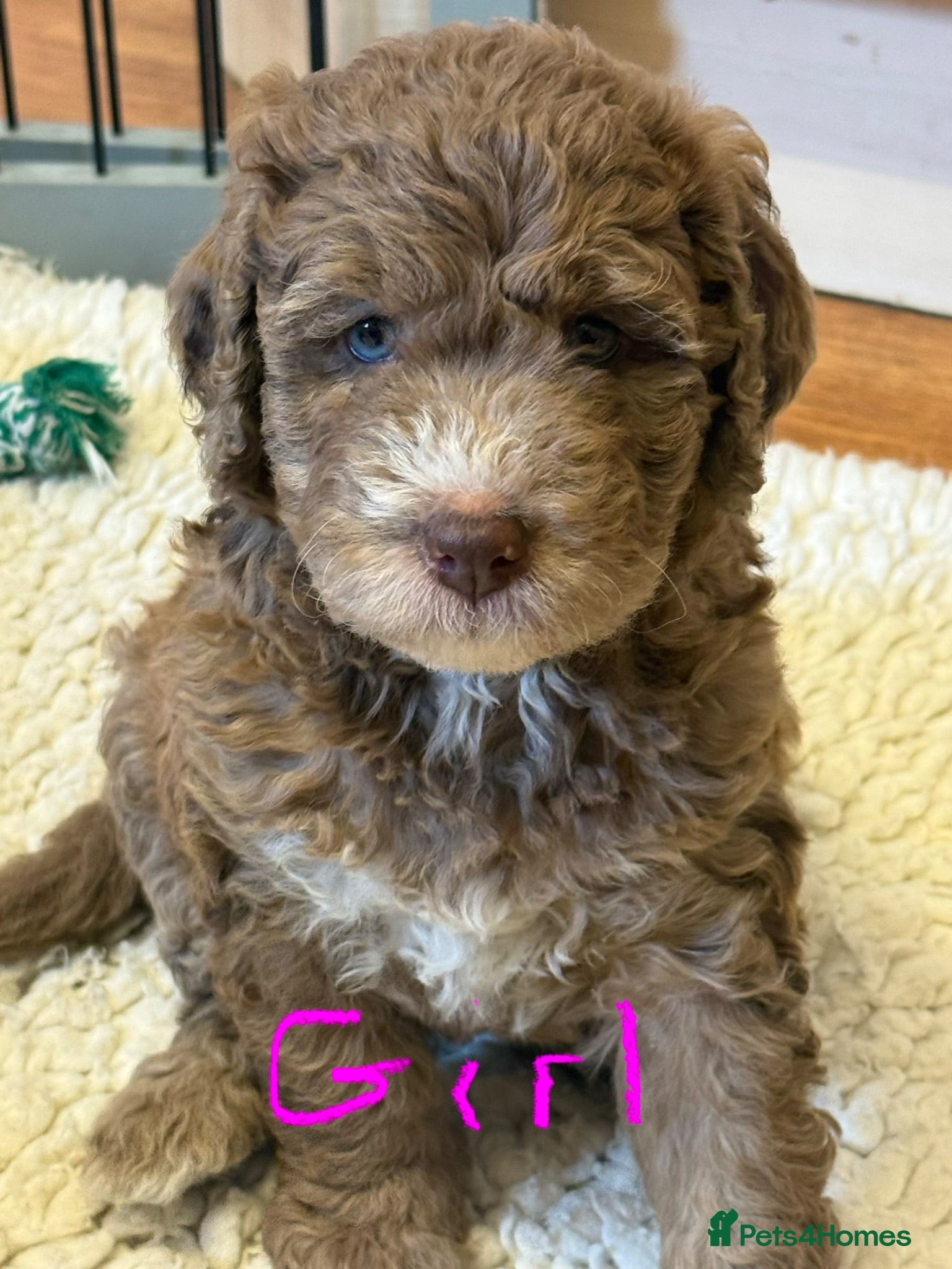 Bernedoodle dogs Beautiful Bernidoodles - Advert 12