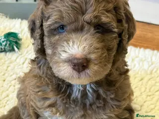 Bernedoodle dogs Beautiful Bernidoodles - Advert 8