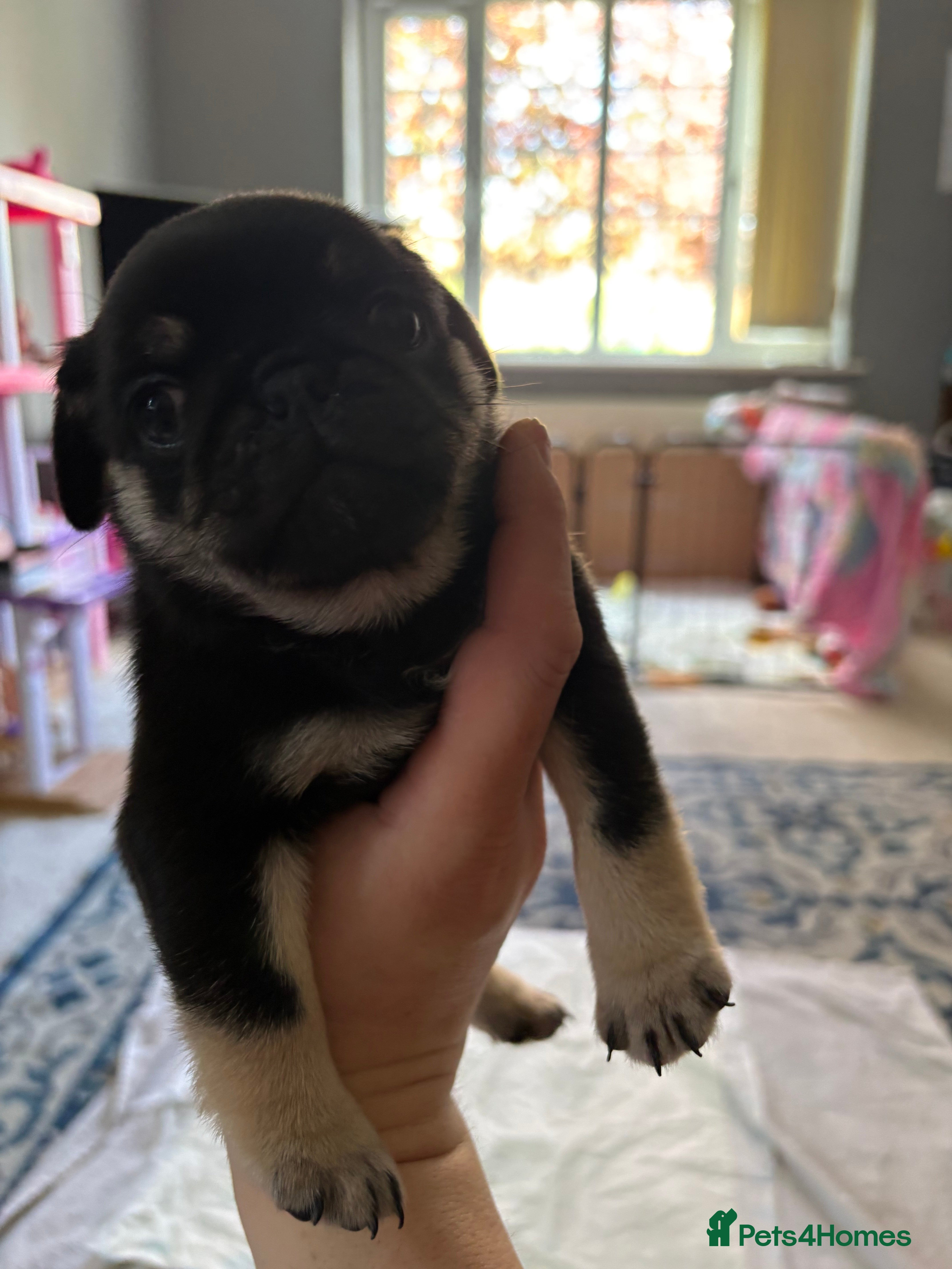Pug dogs Champion blood line pups  - Advert 2
