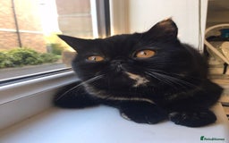Persian cats for sale: Sad sale of my beautiful Persian  - Image 1