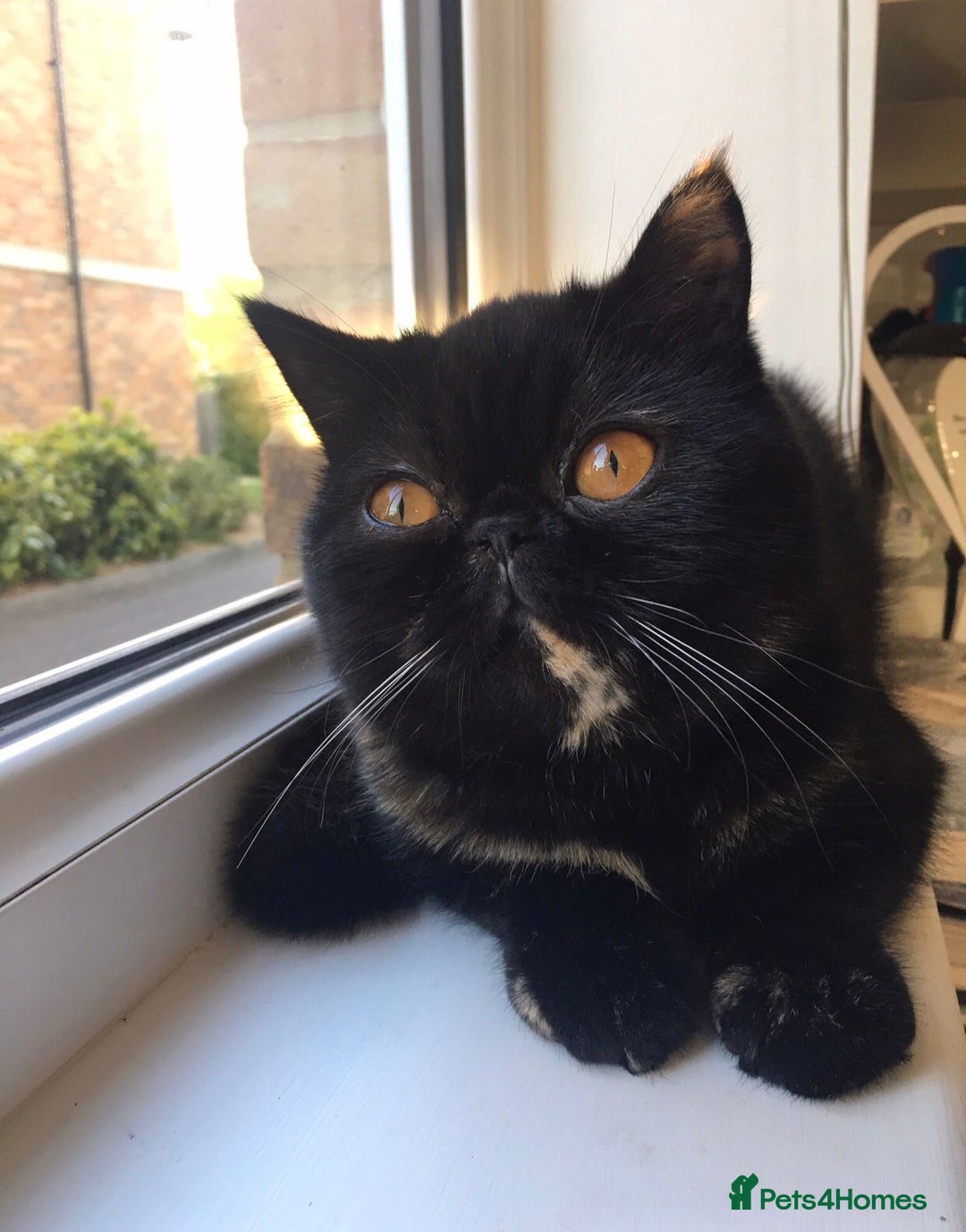 Persian cats for sale: Sad sale of my beautiful Persian  - Image 1