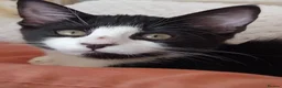 Mixed Breed cats for sale: Lovely female bengal x kitten for sale. - Advert 3