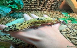 Leopard Gecko reptiles for sale: Male leopard gecko  - Advert 9