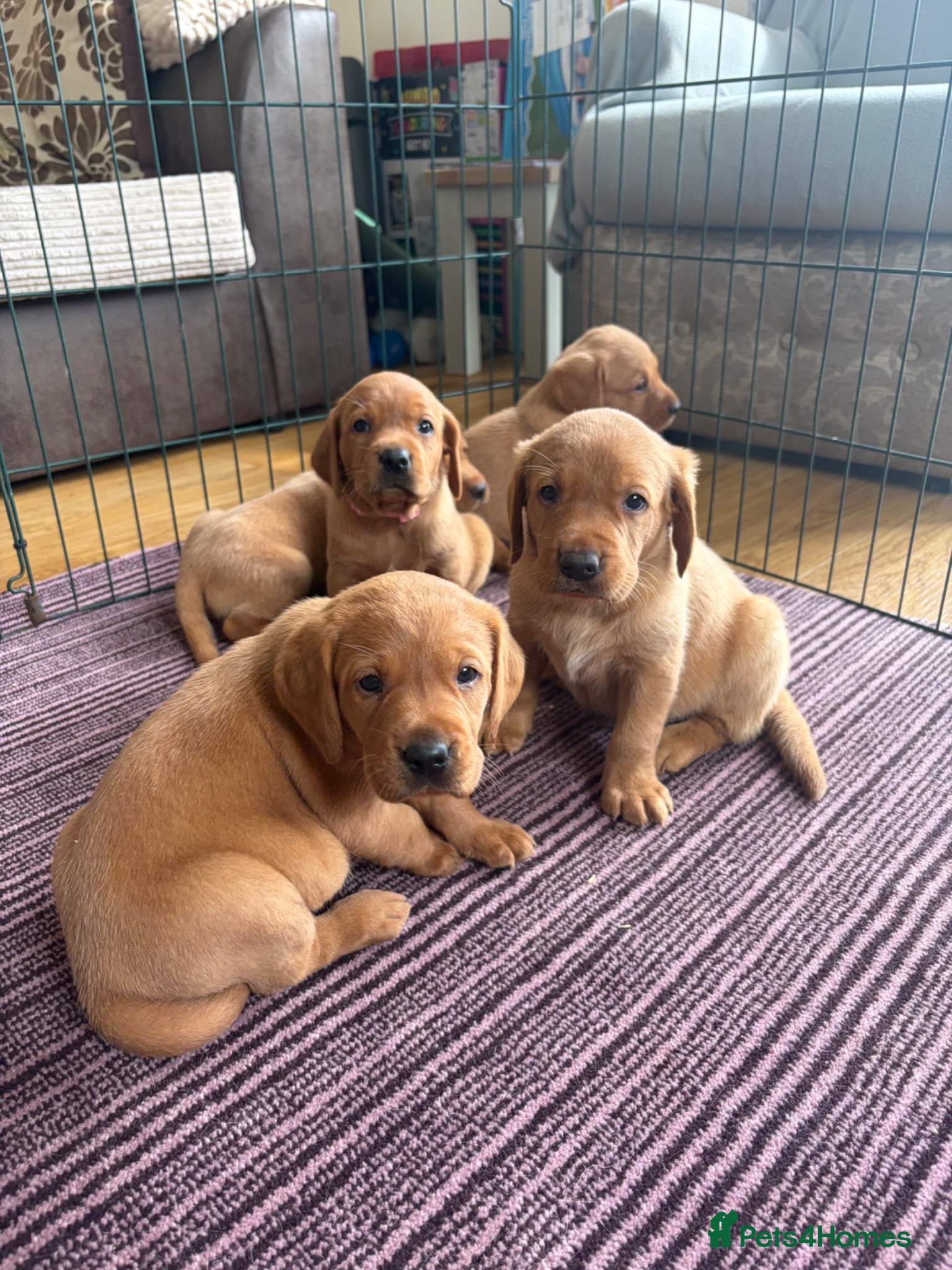 Labrador Retriever dogs Fox red Labrador puppies for sale  - Advert 2