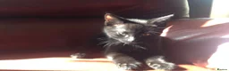 Mixed Breed cats for sale: 3 Beautiful Kittens - Advert 6