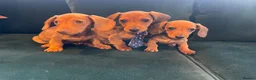 Dachshund dogs for sale: Dachshund puppies  in Llanelli - Advert 6