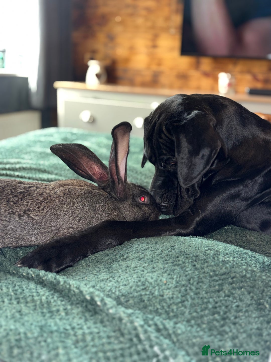 Continental Giant rabbits for sale: German Giants (continental giant rabbits) - Advert 4