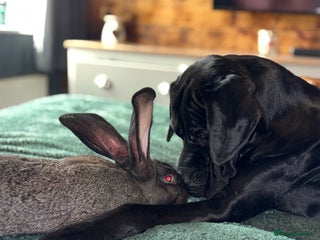 Continental Giant rabbits German Giants(continental giant rabbits) - Advert 1