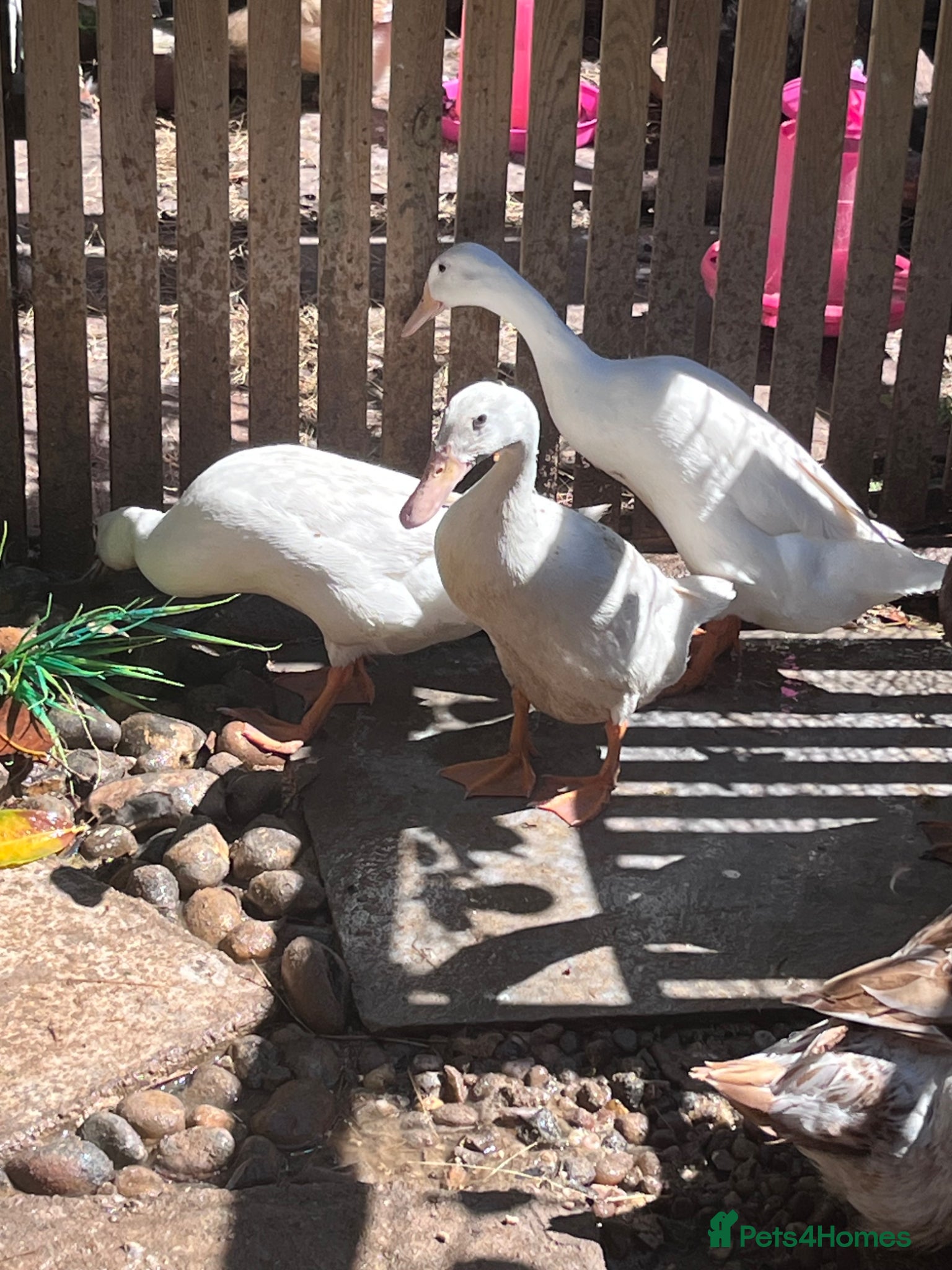 Ducks poultry for sale: 3 female runner rucks - Advert 3