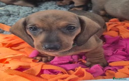 Dachshund dogs for sale: Stunning standard smooth haired dachshunds - Image 1