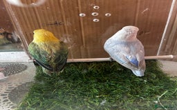 Lovebirds birds for sale: Beautiful Opline lovebirds in Birmingham - Image 15